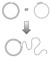 Rolling circle replication