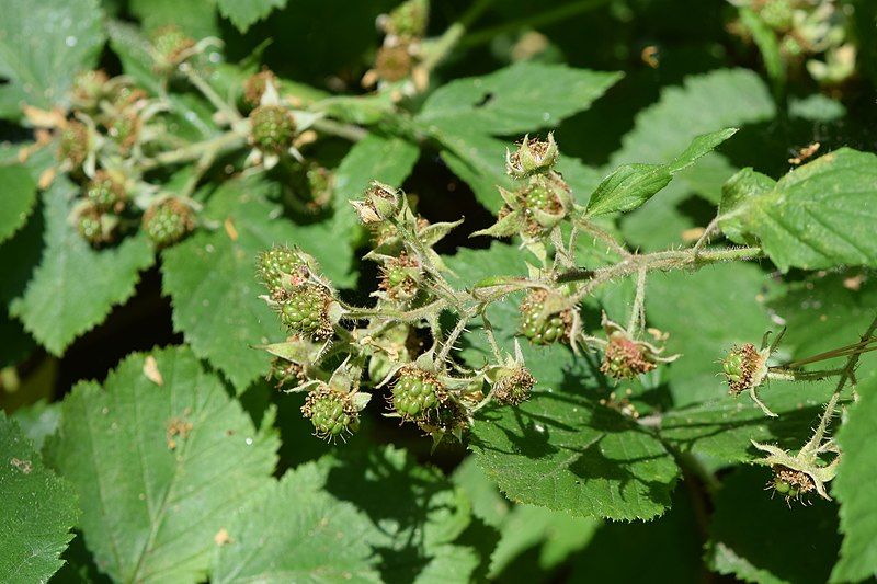 File:Rubus hirtus kz01.jpg