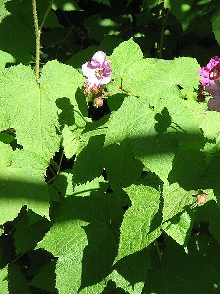 File:Rubus odoratus01.jpg