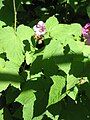 Rubus odoratus