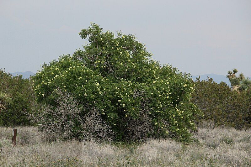 File:Sambucus cerulea 8154.jpg