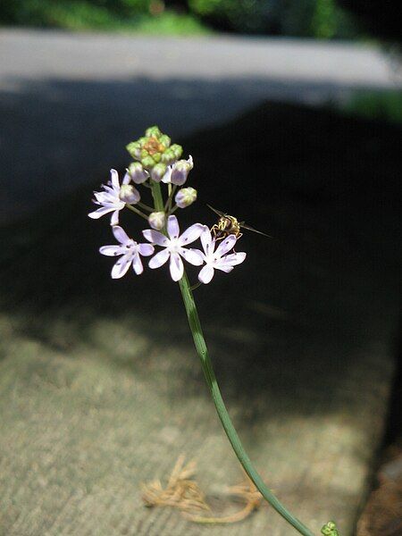 File:Scilla autumnalis close-up2.jpg