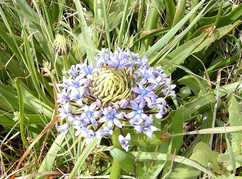 File:Scilla peruviana.jpg