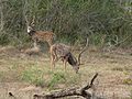 Spotted deer at Lunugamvehera