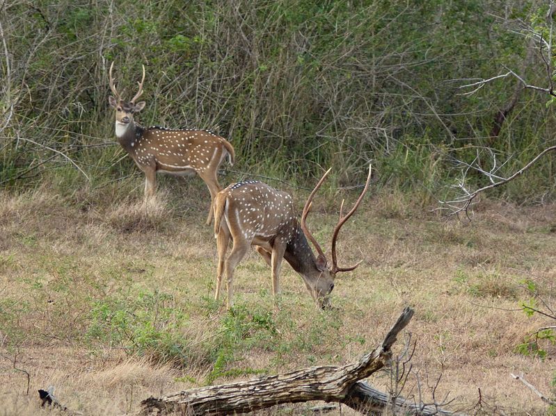 File:Spotted deer Lunugamvehera.JPG