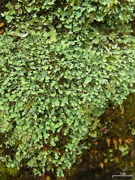 File:Stalkless Cladonia (4503936771).jpg