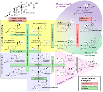 Steroidogenesis at Steroid, by Mikael Häggström and Slashme (edited by Hoffmeier and Settersr)