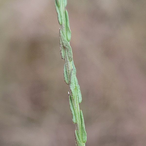 File:Symphyotrichum adnatum 168895336.jpg