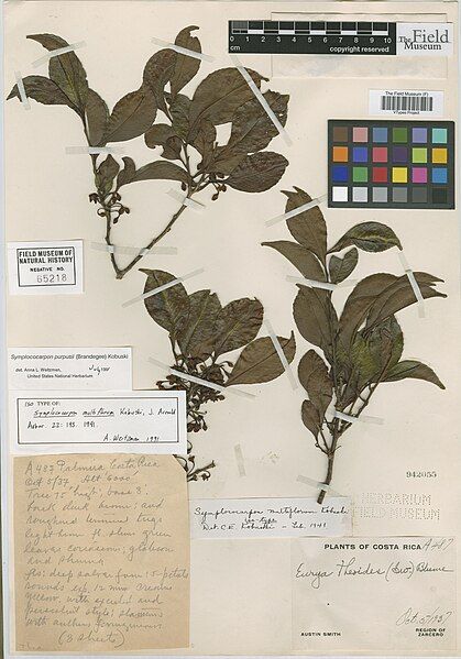 File:Symplococarpon purpusii.jpg