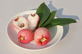 Syzygium fruit