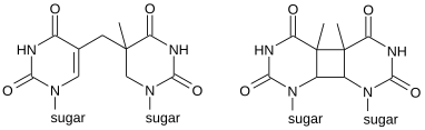 File:Thymine photodimer.svg