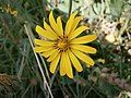 Tragopogon pratensis