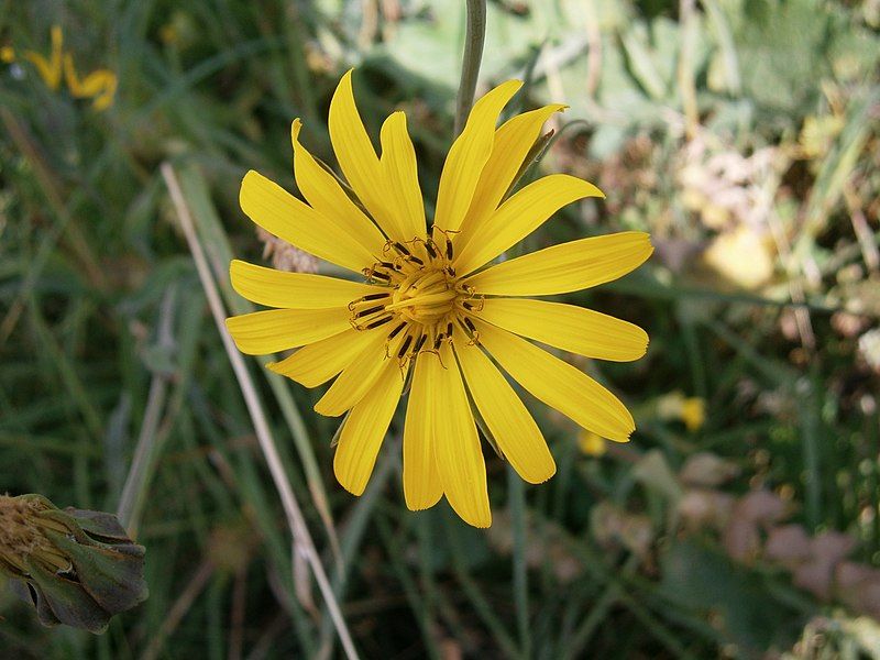 File:Tragopogon pratensis002.jpg