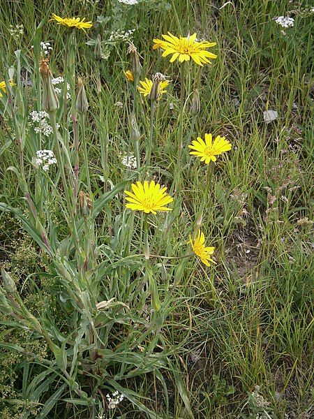 File:Tragopogon pratensis 001.JPG