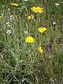 Tragopogon pratensis