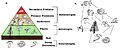 Image 2a) A trophic pyramid showing the different trophic levels in a community. b) A food web of the same community (from Community (ecology))