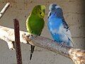 Cobalt Australian Pied cock with a Grey-Green cock