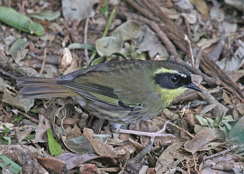 File:Yellow-throated Scrubwren JCB.jpg