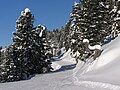 A run (Ziehweg) in the southern part of the Zillertal Arena