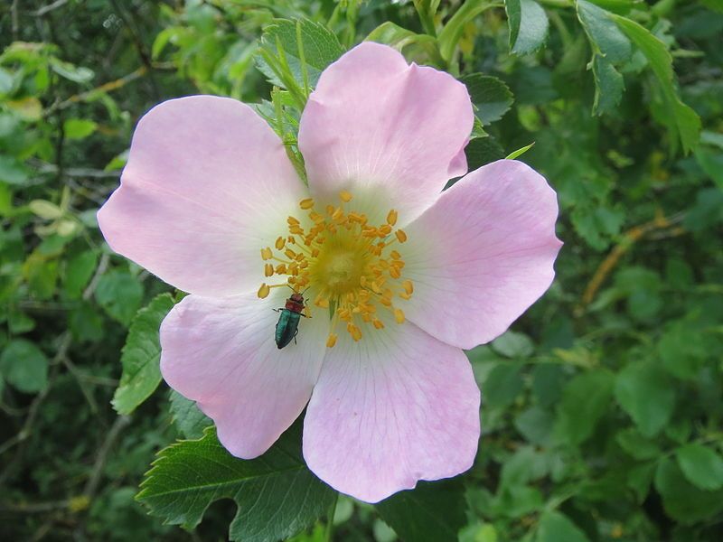 File:20140426Rosa canina03.jpg