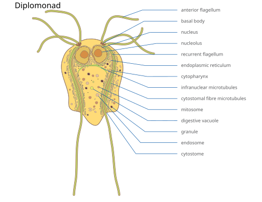 File:2023 Diplomonad.svg