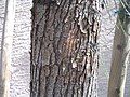 Bark