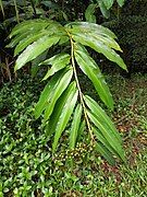 Foliage and immature fruit