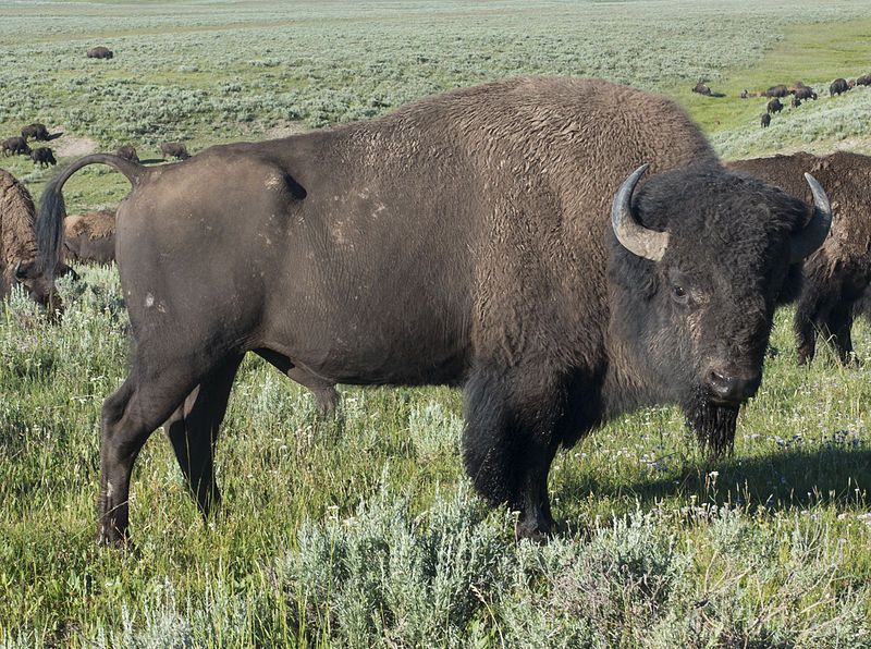 File:American Bison (Yellowstone).jpg