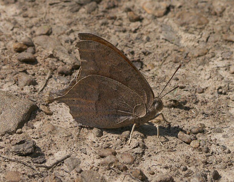 File:Anaea andria P1020041a.jpg