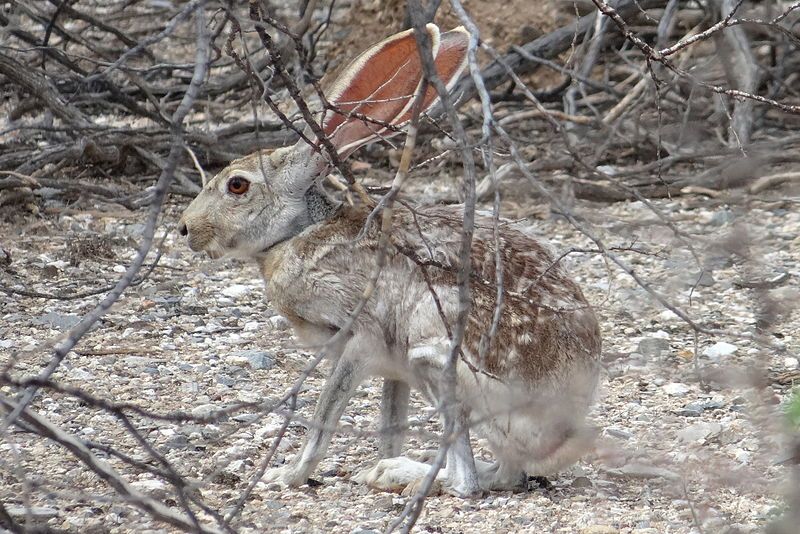 File:Antelope jackrabbit 2.JPG