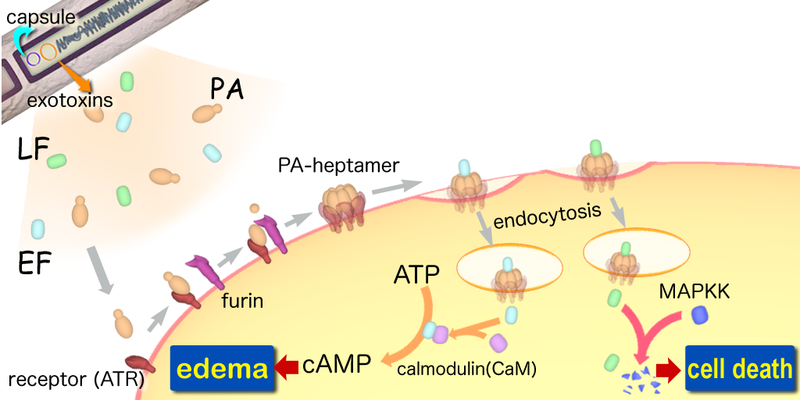 File:Anthraxtoxins diagram en.png