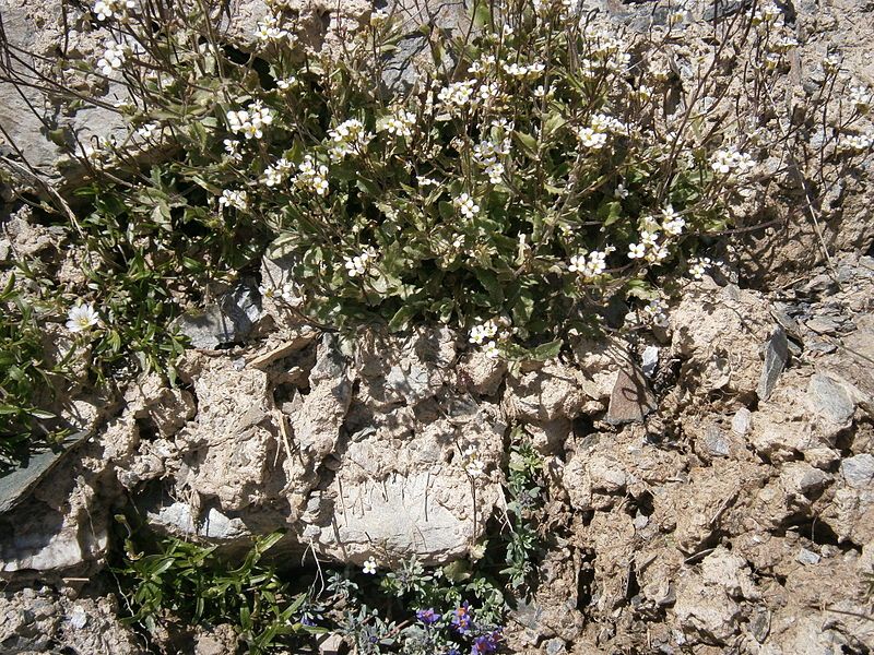 File:Arabis alpina03.jpg