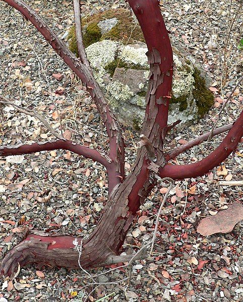 File:Arctostaphylos otayensis 1.jpg