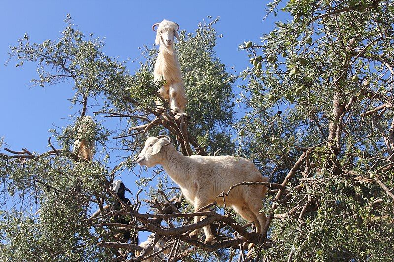 File:ArganGoatTreeBelow.jpg