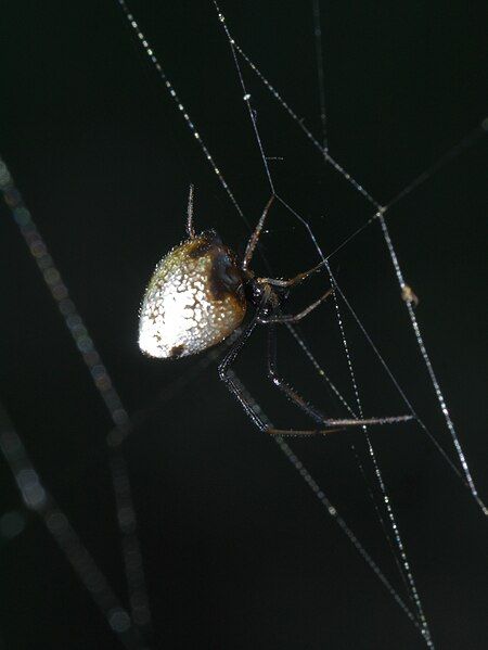 File:Argyrodes elevatus P1550746a.jpg