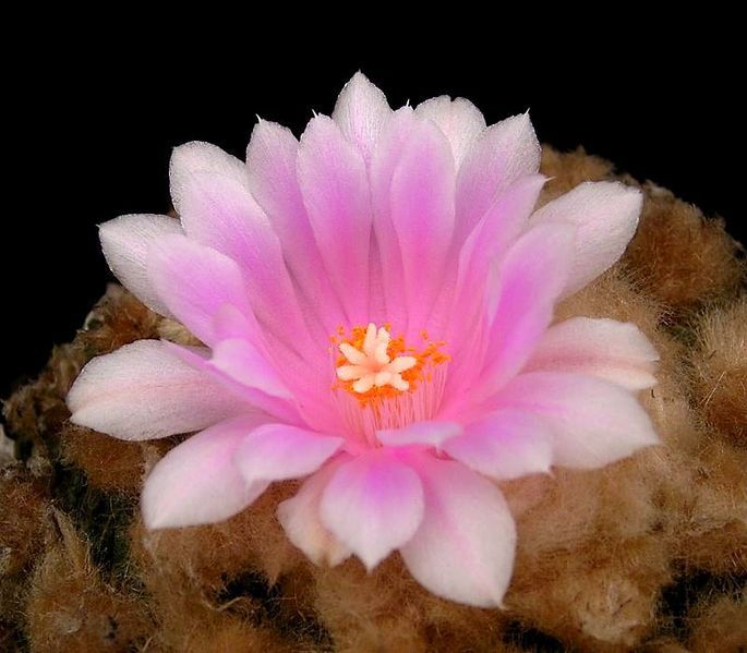 File:Ariocarpus fissuratus5 ies.JPG