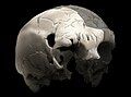 Image 26Aroeira 3 skull of 400,000 year old Homo heidelbergensis. The oldest trace of human history in Portugal. (from History of Portugal)