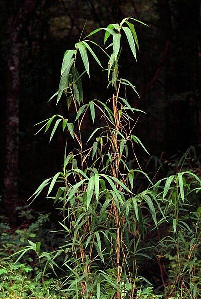 File:Arundinaria gigantea.jpg