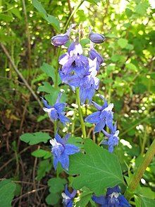 Blue delphinium (Larkspur)