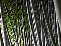 Bamboo grove