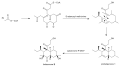 Betaenone B biosynthesis