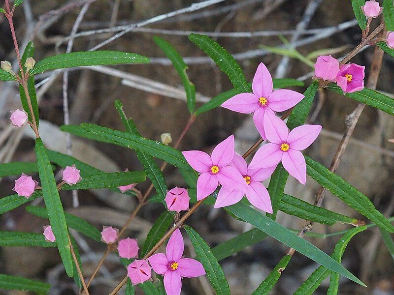 File:Boronia chartacacea.jpg