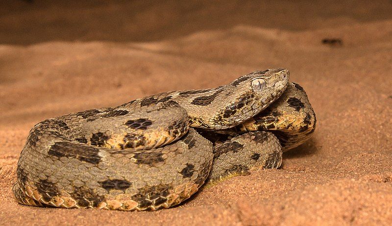 File:Bothrops pauloensis.jpg