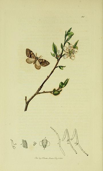 File:Britishentomologyvolume6Plate81.jpg