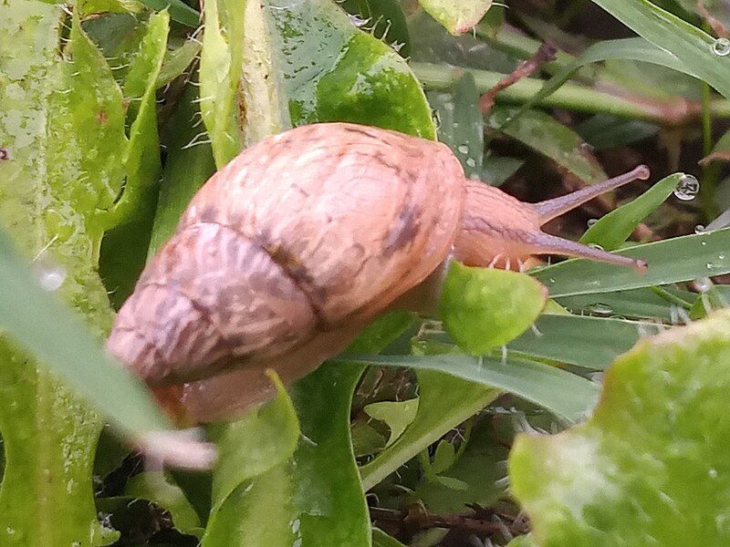 File:Bulimulus bonariensis.jpg