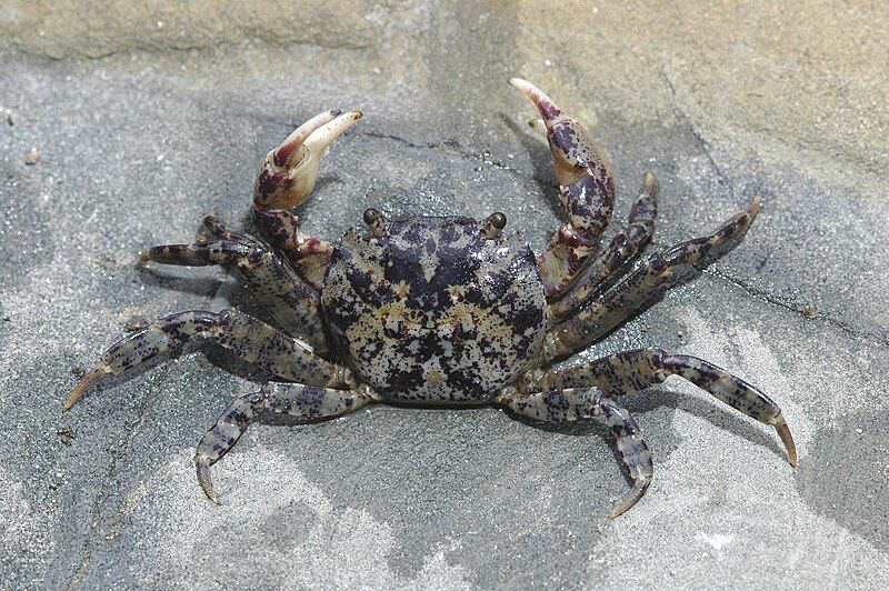 File:Burrowing-shore-crab-leptograpsodes-octodentatus-389750-large.jpg