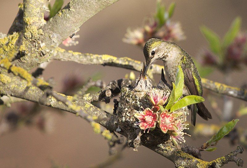 File:Calypte anna feeding.jpg