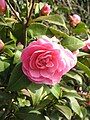 Camellia cultivar