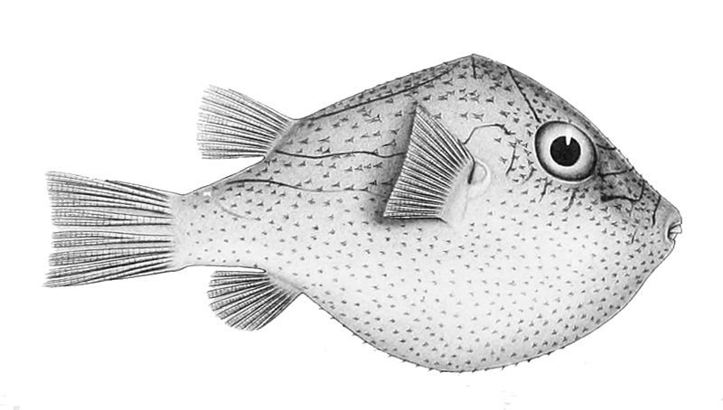 File:Canthigaster investigatoris.jpg