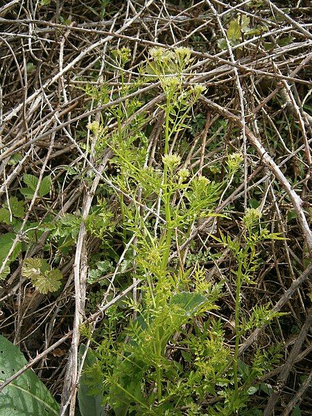 File:Cardamine impatiens 01.jpg